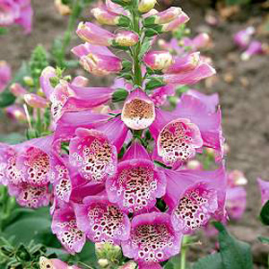 Unbranded Foxglove Camelot Rose F1 Seeds