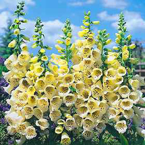 Unbranded Foxglove Primrose Carousel Seeds