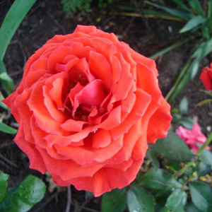 Unbranded Fragrant Cloud - Hybrid Tea Rose