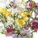 Fragrant Freesias with Courier Delivery