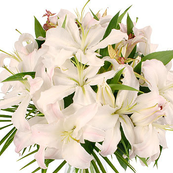 Unbranded Fragrant White Lilies - flowers