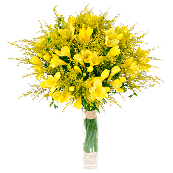 Unbranded Freesia Sunbeam - flowers