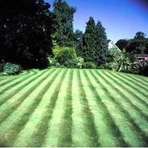 Unbranded Front Lawn-no Ryegrass 10kg