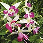 Unbranded Fuchsia Rose Quartet Plants 402131.htm