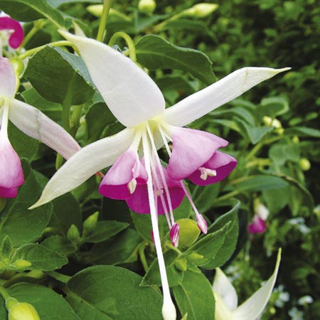 Unbranded Fuchsia Rose Quartet Plants Pack of 5 Pot Ready