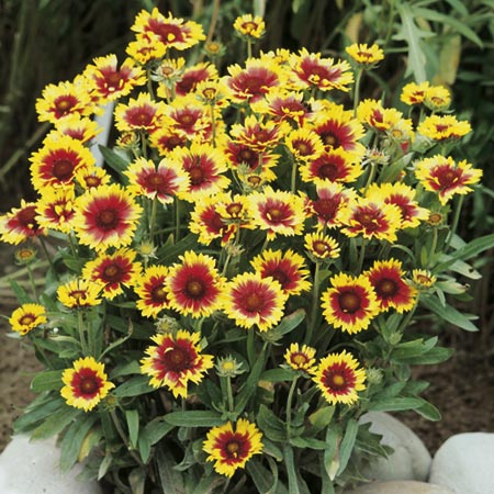 Unbranded Gaillardia Goblin Seeds Average Seeds 130