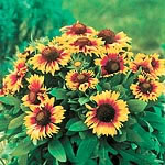 Unbranded Gaillardia Primavera Bicolour Seeds 425916.htm