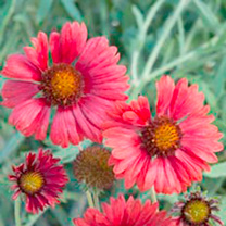 Unbranded Gaillardia Seeds - Strawberry Firewheels