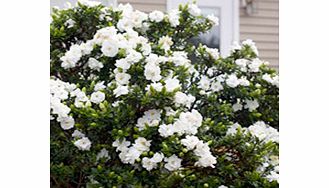 Unbranded Gardenia Plant - Crown Jewels