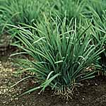 Unbranded Garlic Chives Seeds 436230.htm