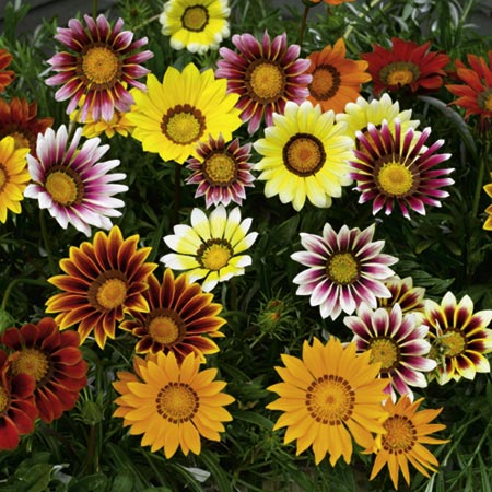 Unbranded Gazania Daybreak Mixed Plants Pack of 50