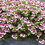 Unbranded Geranium Angel Eyes Bicolour Plants 402151.htm