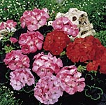 Unbranded Geranium Black Magic Mix Seeds 145039.htm