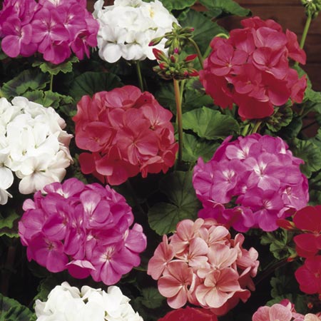 Unbranded Geranium Cabaret Mixed Plants Pack of 20