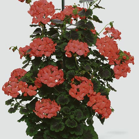 Unbranded Geranium (Climbing) Antik Plants - PINK Pack of