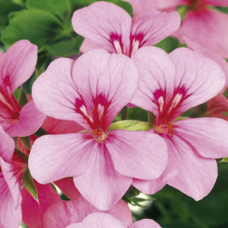 Unbranded Geranium Gerainbow Plants Pack of 12 Pot Ready