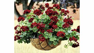 Unbranded Geranium Pacific Trailing Plants - BLACK KNIGHT