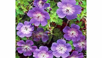 Unbranded Geranium Plant - Rozanne