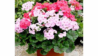 Excellent for pots containers and borders this F1 geranium hybrid comes in two colours (candy pink with a pale eye and coral red) set off against the uniquely shaped chocolate-coloured foliage. Height 30cm (12).