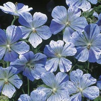 A dainty variety bearing masses of elegant flowers  which are uniquely patterned with pale blue spla