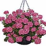 Unbranded Geranium Trailing Collection Plants 402301.htm