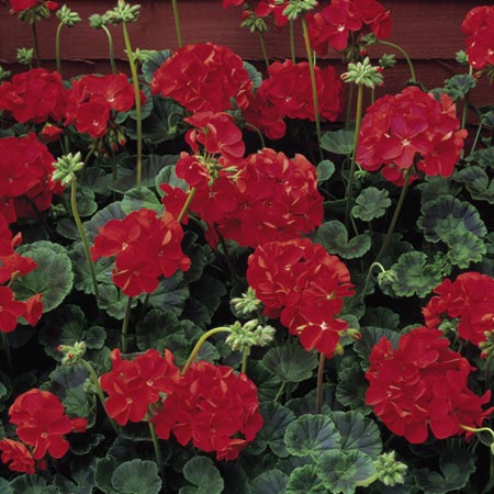 Unbranded Geranium Vista Series Salmon F2 Seeds Average