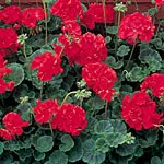 Unbranded Geranium Vista Series Seeds - Red