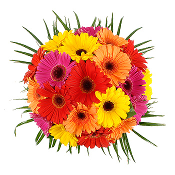 Unbranded Gerbera Bouquet   Free Vase! - flowers