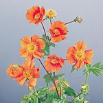 Unbranded Geum Cooky Seeds