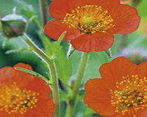 Unbranded Geum Plants - Koi