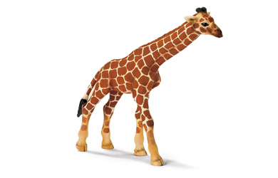 Unbranded Giraffe Calf