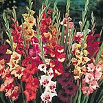 A collection of distinctive butterfly-bloomed varieties. Height 60cm (2`). Corm size 10/12cm. (Corm 