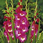 Unbranded Gladioli Large Flowered - Windsong 248543.htm