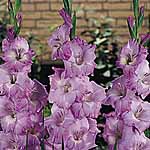 Unbranded Gladioli Large Flowered Collection