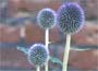   This handsome globe thistle is ideal for the mid