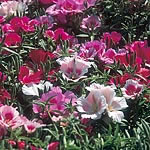 Unbranded Godetia Azalea Flowered Mix Seeds 145071.htm