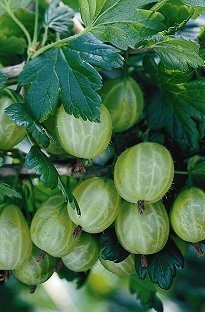 Unbranded Gooseberry Superfruit x 5 plants