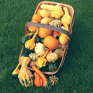 Unbranded Gourd Autumn Glory Seeds