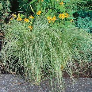 An unusually coloured ornamental grass  featuring attractive silver green fine foliage with a lax ha