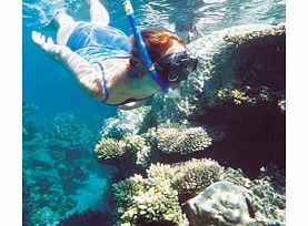 Enjoy a full day out to the Great Barrier Reef by fast catamaran to maximise your time snorkelling amongst the beautiful coral gardens.