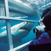 Unbranded Great White Shark Cage Dive - Adult