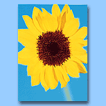 Greeting Cards - General - Greeting Cards : Thank you - All Cards