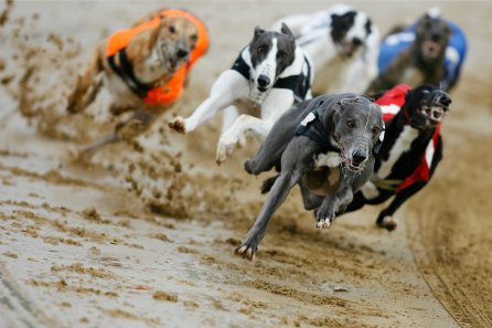 Unbranded Greyhound Racing Trackside Package for Two