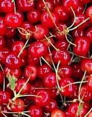 Griottes are the finest French cherries and this puree will take you cherry heaven.