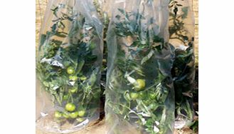 Made from low-density polyethylene  the Tomato Growth Cover creates a micro-climate which encourages the growth and development of tomatoes  (and other similar plants)  for an earlier  heavier  better quality crop! It retains the heat of the day and 