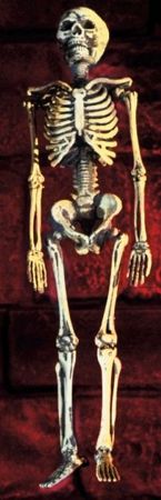 Unbranded Gruesome Horror - Natural Skeleton (51cm)
