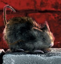 Unbranded Gruesome Horror - Small Creeping Hairy Rat