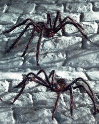 Unbranded Gruesome Horror - Sparkle Spider
