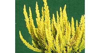 Unbranded Heather Plant - Calluna vulgaris Garden Girls Zeta