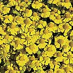 Unbranded Helenium Goldfield Seeds 426083.htm